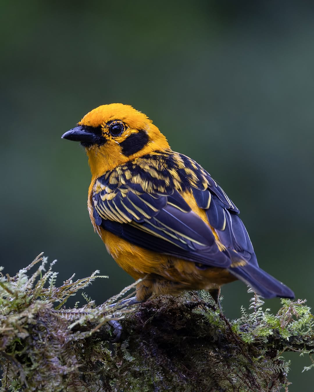 Golden tanager spotted in the Mashpi Amagusa reserve