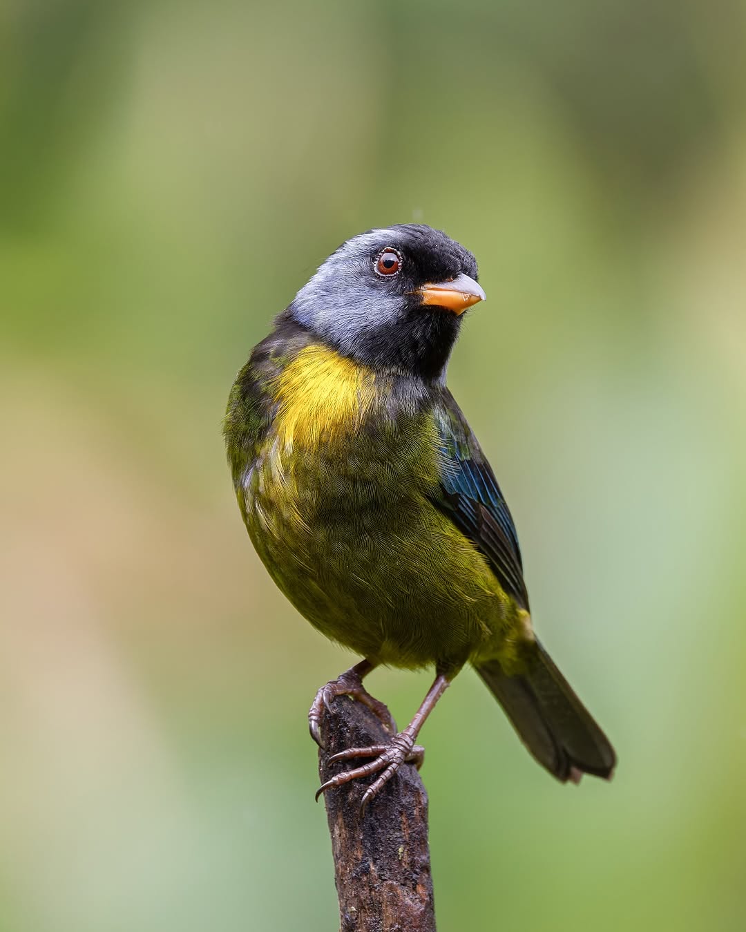 Emerald green tanager, Chocó Andino birdwatching Ecuador