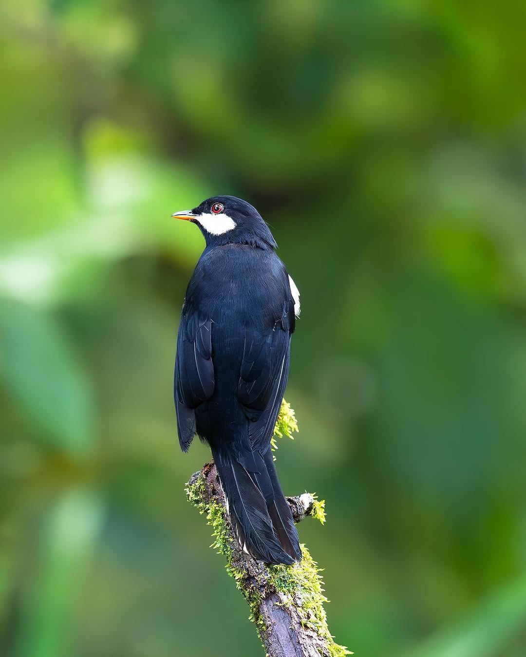 Cloud forest bird species, Mashpi Amagusa Reserve birdwatching