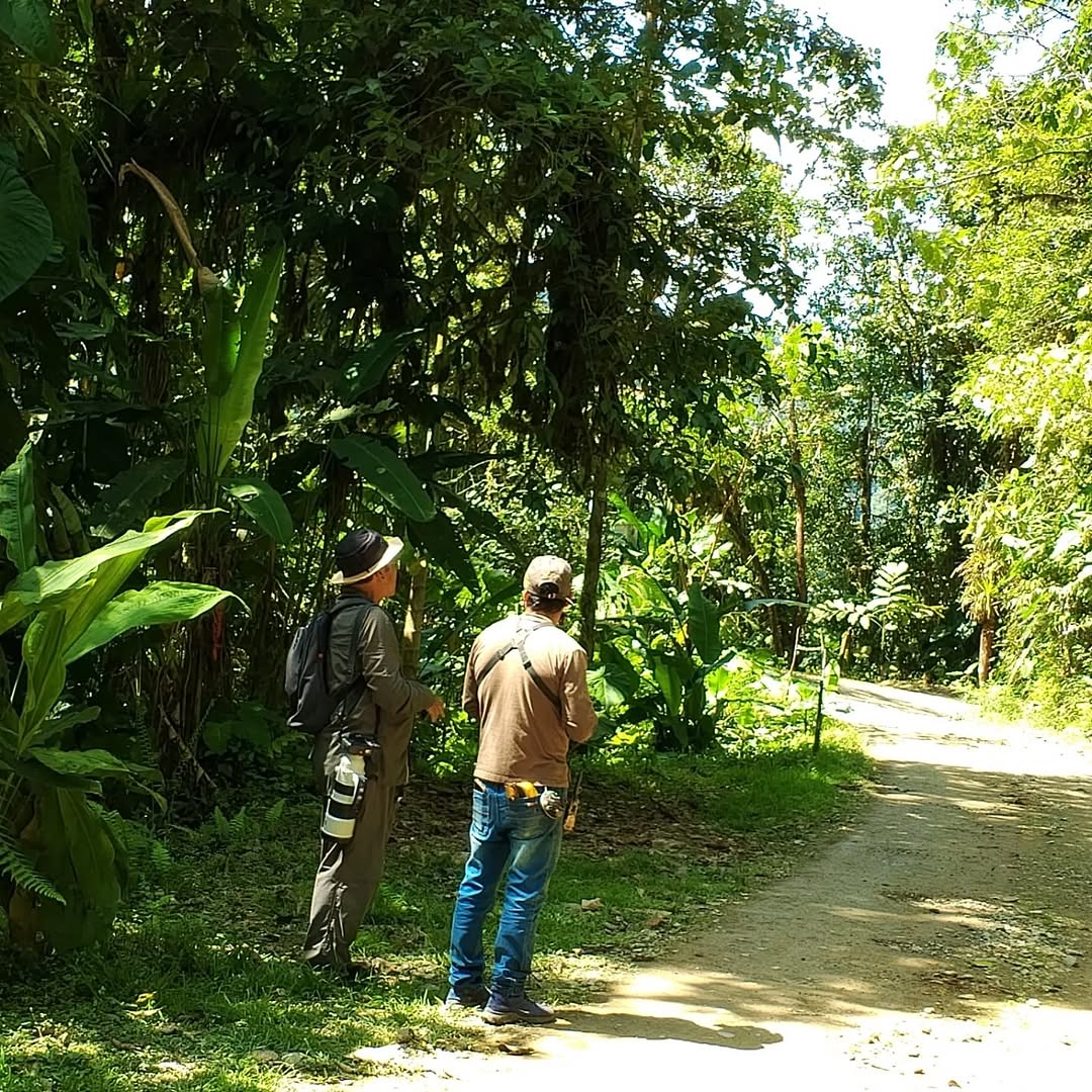 Guide leading a hiking trail through the Chocó Andino cloud forest